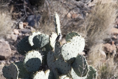 Big Bend National Park Dec 2018